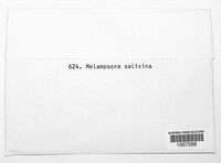 Melampsora salicina image